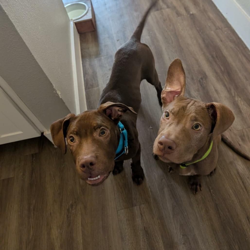 Liam, a Adoptable mixed breed in Tomball, TX image 4/4