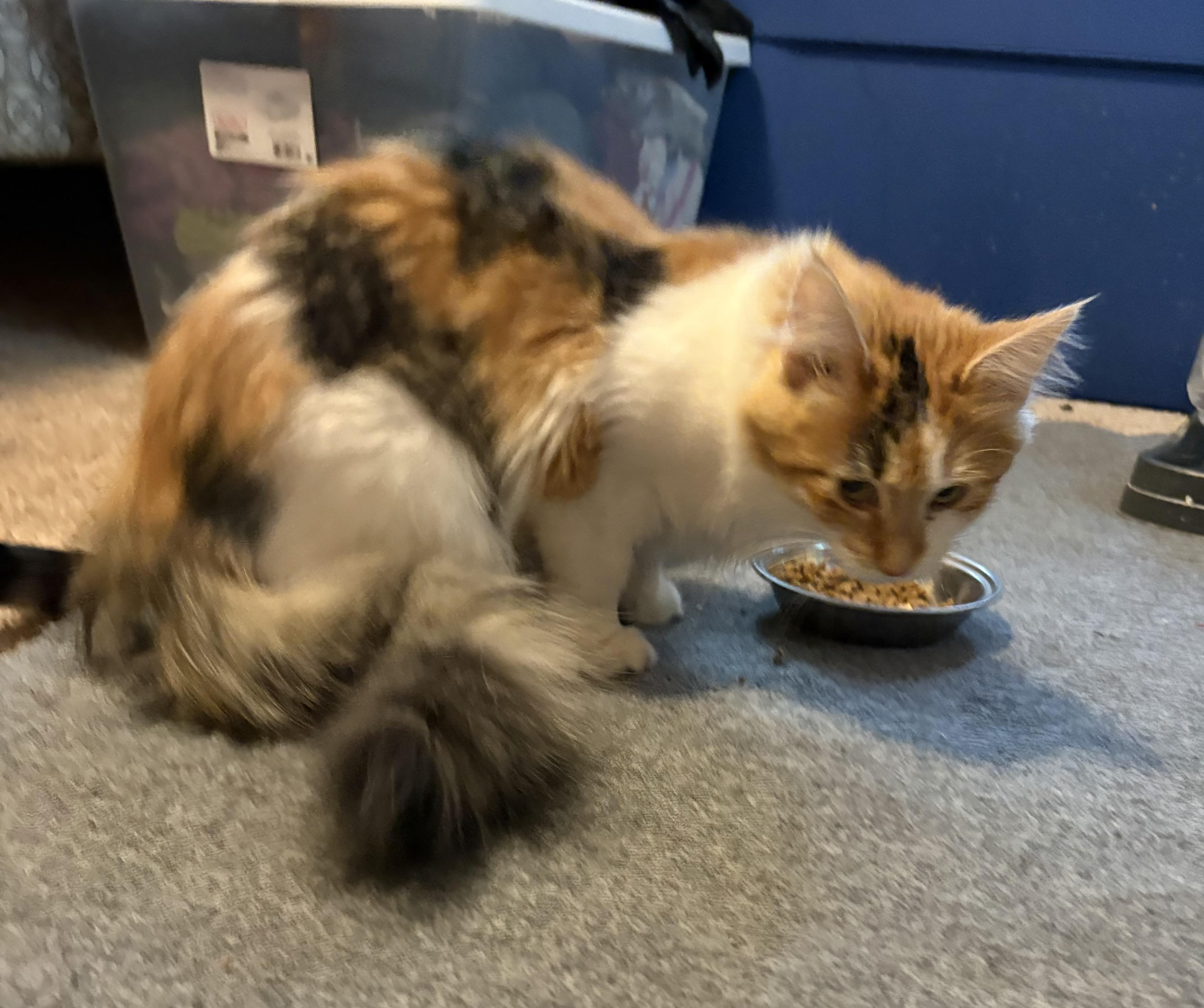 Patina, an adopted Domestic Medium Hair in Faribault, MN image 2/2