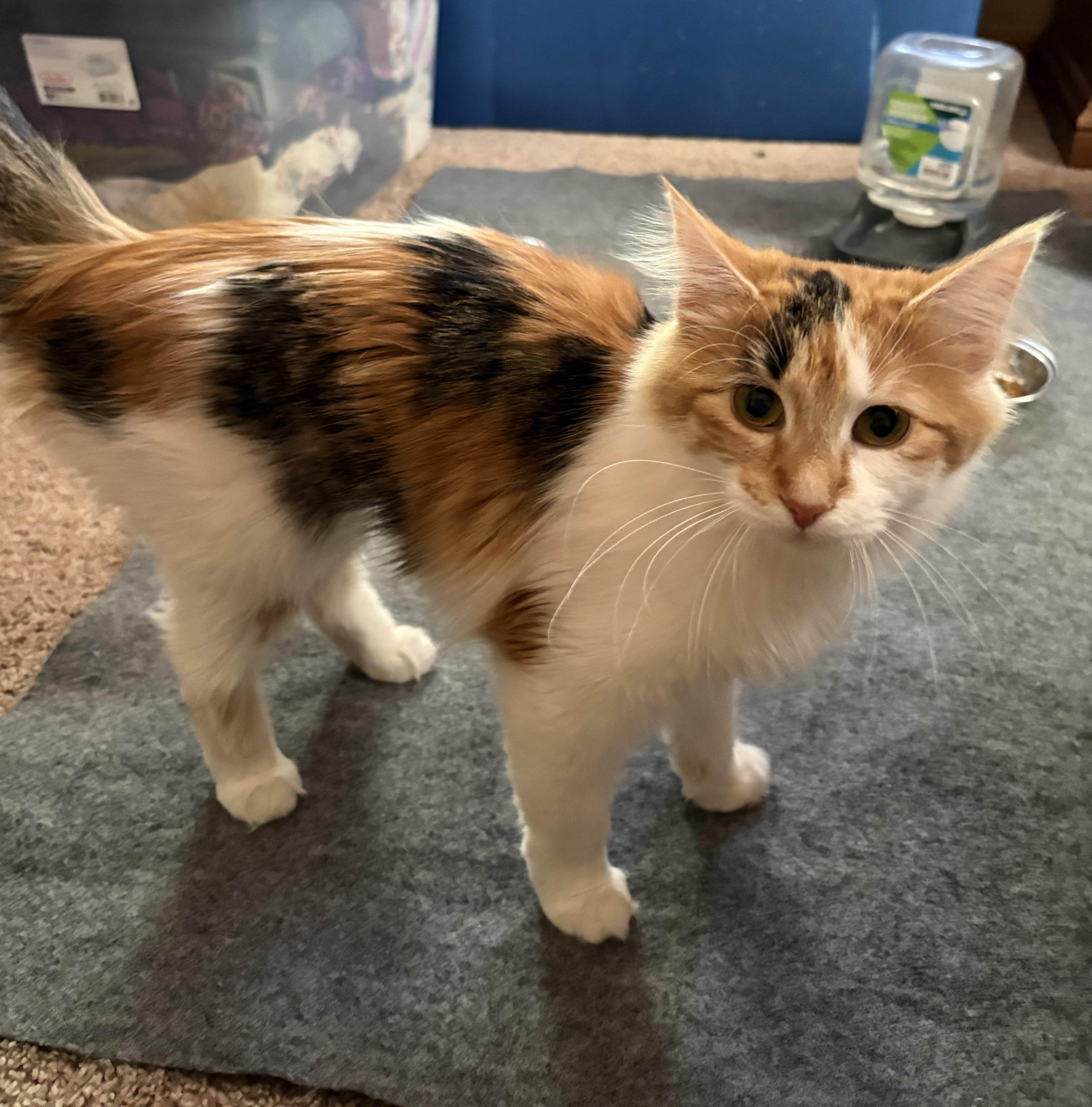 Patina, adopted, Young Female Domestic Medium Hair.