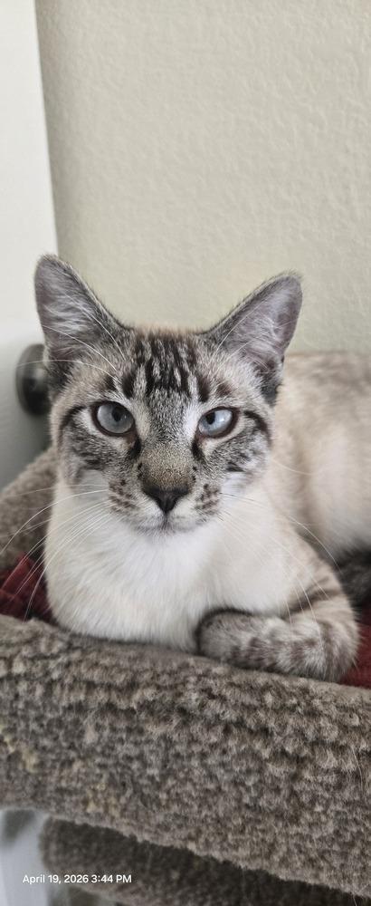 Enlarge Romeo 11, a Adoptable mixed breed in Austin, TX image 5/6
