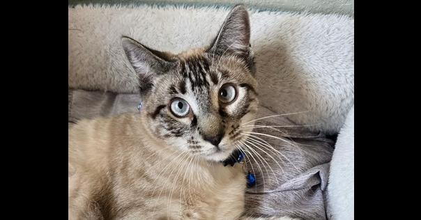 Enlarge Romeo 11, a Adoptable mixed breed in Austin, TX image 6/6
