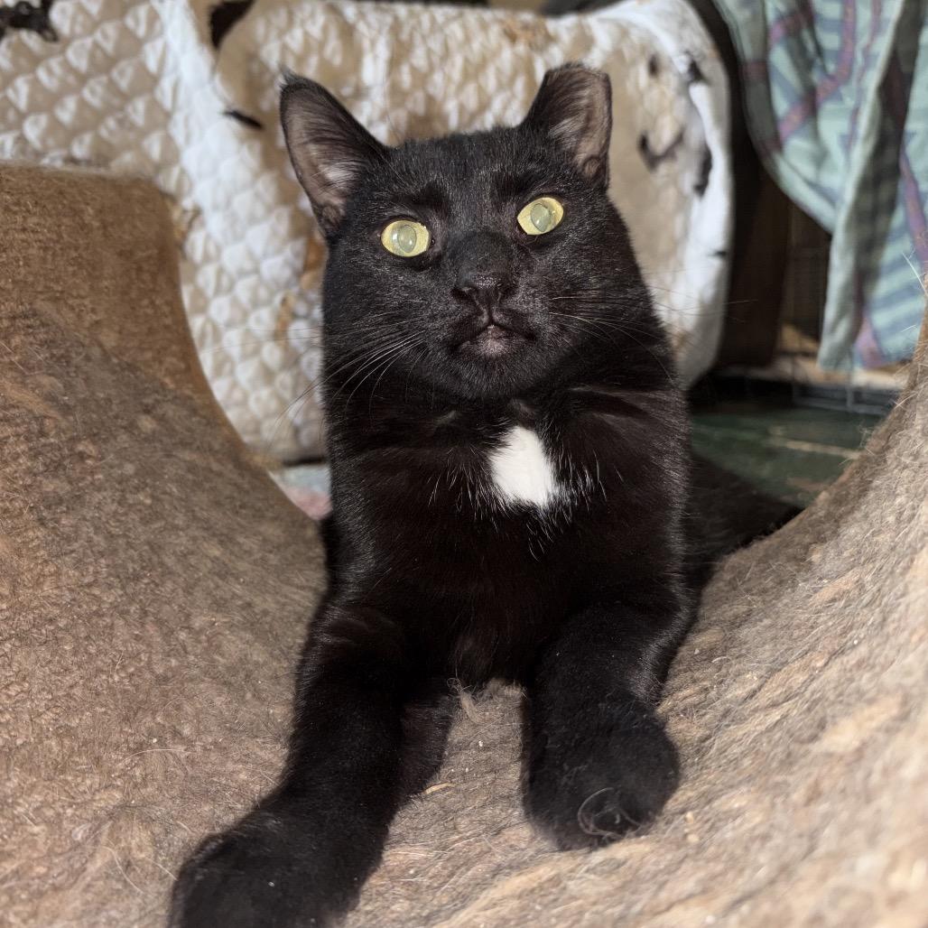 Enlarge Squishmallow, a Adoptable Domestic Short Hair in Middle Village, NY image 1/2