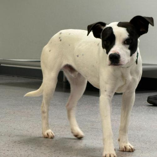 Enlarge Olympian, a Adoptable mixed breed in Toms River, NJ image 1/6