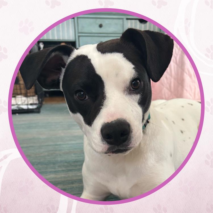 Enlarge Olympian, a Adoptable mixed breed in Toms River, NJ image 2/6