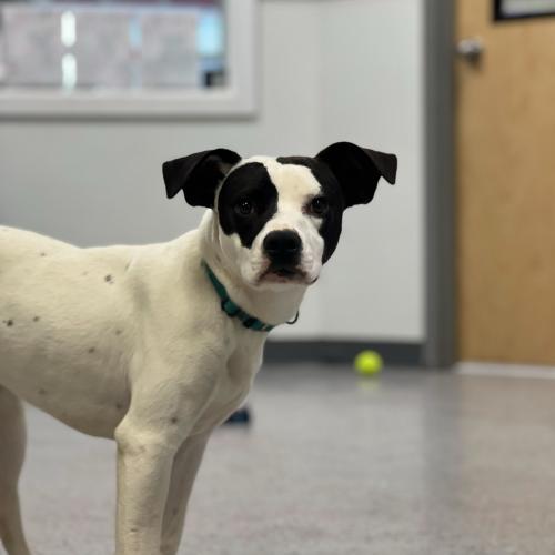 Enlarge Olympian, a Adoptable mixed breed in Toms River, NJ image 3/6