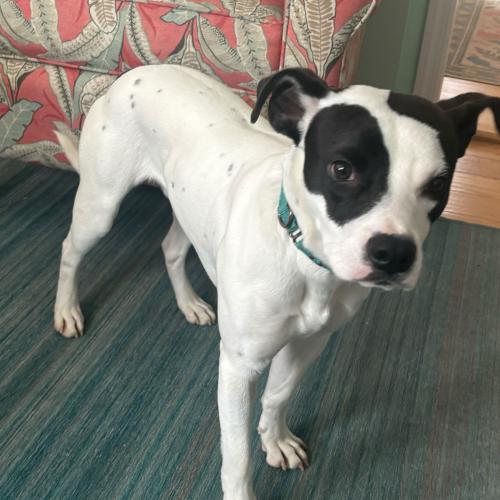 Enlarge Olympian, a Adoptable mixed breed in Toms River, NJ image 4/6