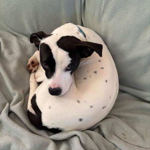 Enlarge Olympian, a Adoptable mixed breed in Toms River, NJ image 5/6