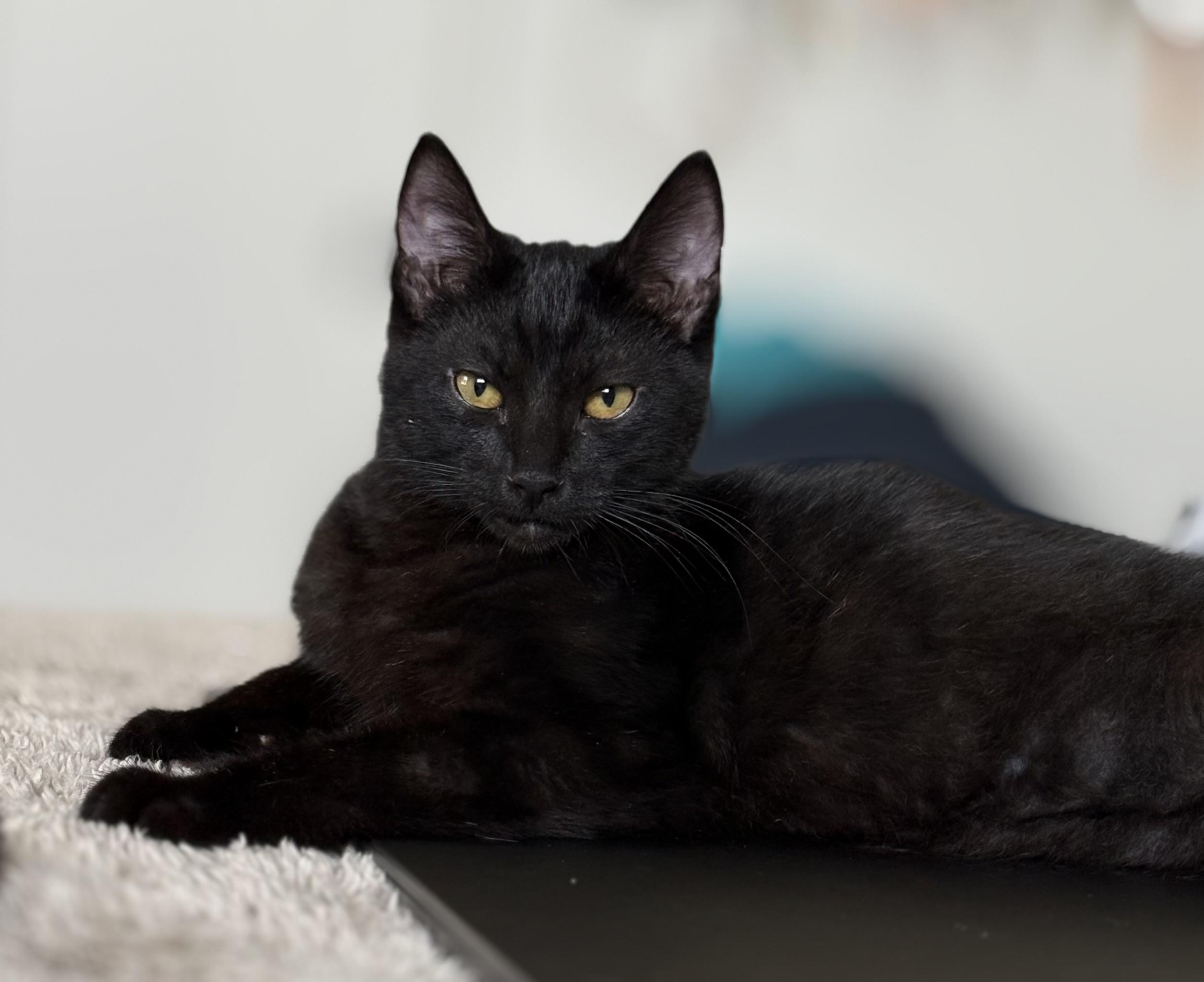 Sammy-md, Adoptable, Kitten Male Domestic Short Hair.