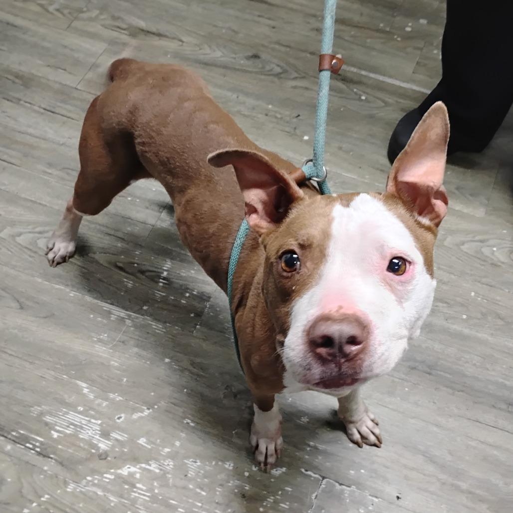 Enlarge Mira, a Adoptable Mixed Breed in Summerville, SC image 1/2