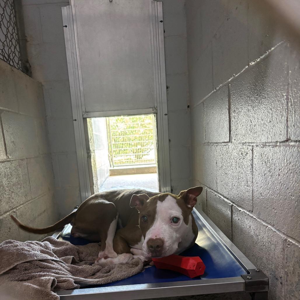 Enlarge Mira, a Adoptable Mixed Breed in Summerville, SC image 2/2