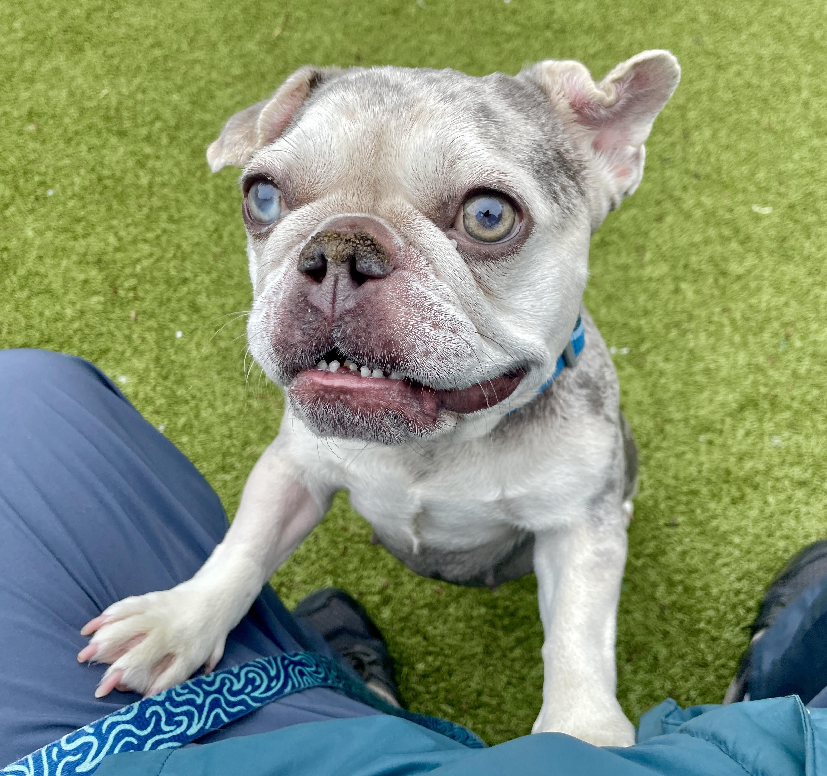 Maisey, ADOPTABLE, Adult Female Bulldog & French Bulldog.