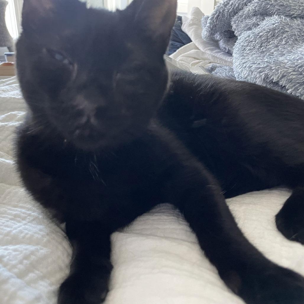 Gia, Adoptable, Adult Female Domestic Short Hair.