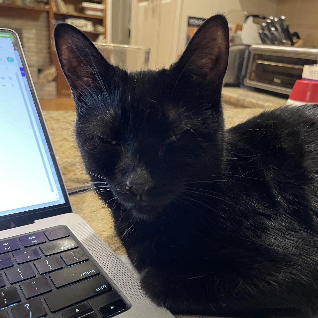 Enlarge Gia, a Adoptable Domestic Short Hair in Medina, OH image 2/3