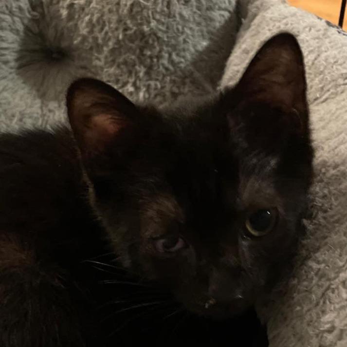 Enlarge Gia, a Adoptable Domestic Short Hair in Medina, OH image 3/3