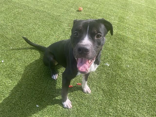 Enlarge ROCKY, a Adoptable Pit Bull Terrier in Garland, TX image 1/1