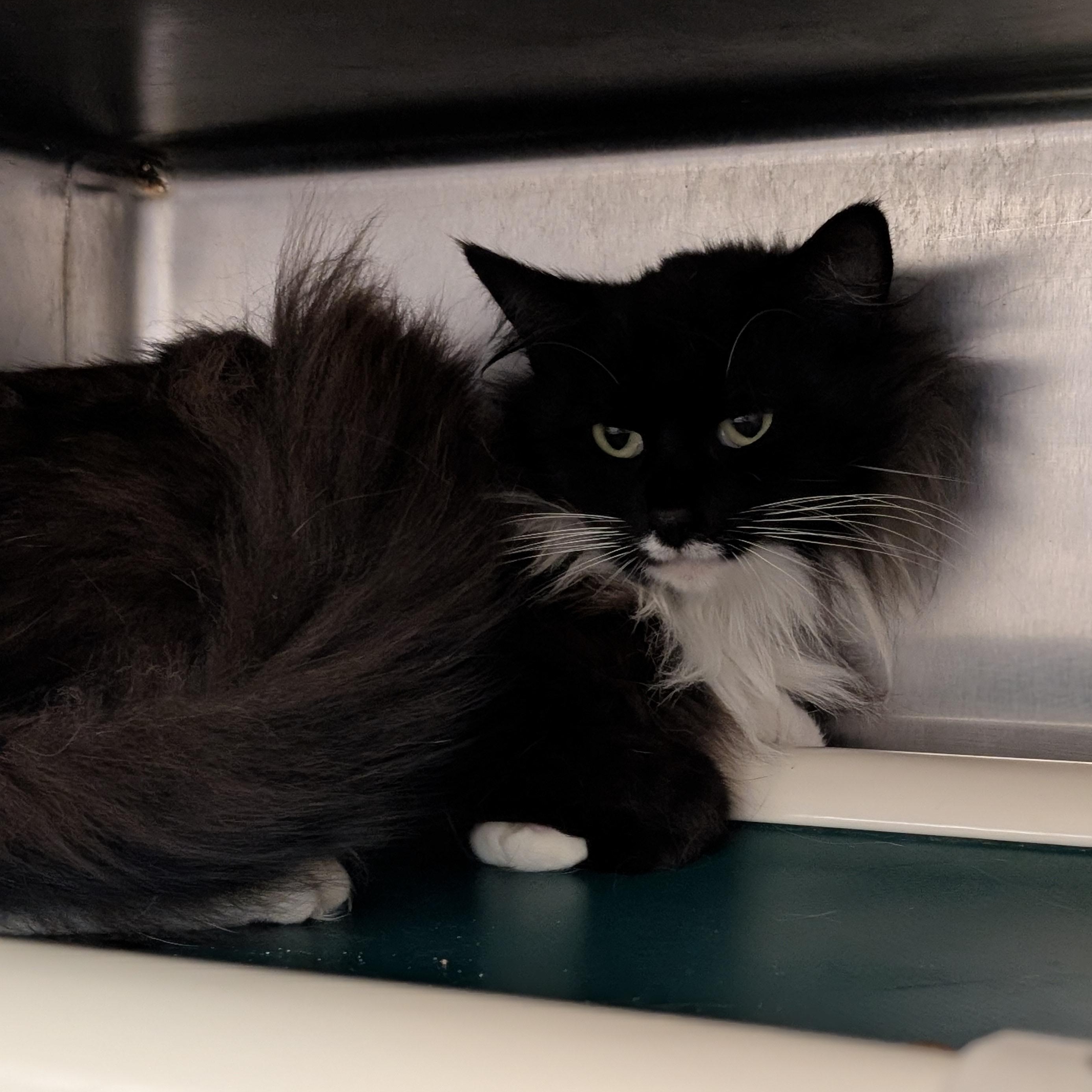 Candy, ADOPTABLE, Adult Male Domestic Medium Hair.