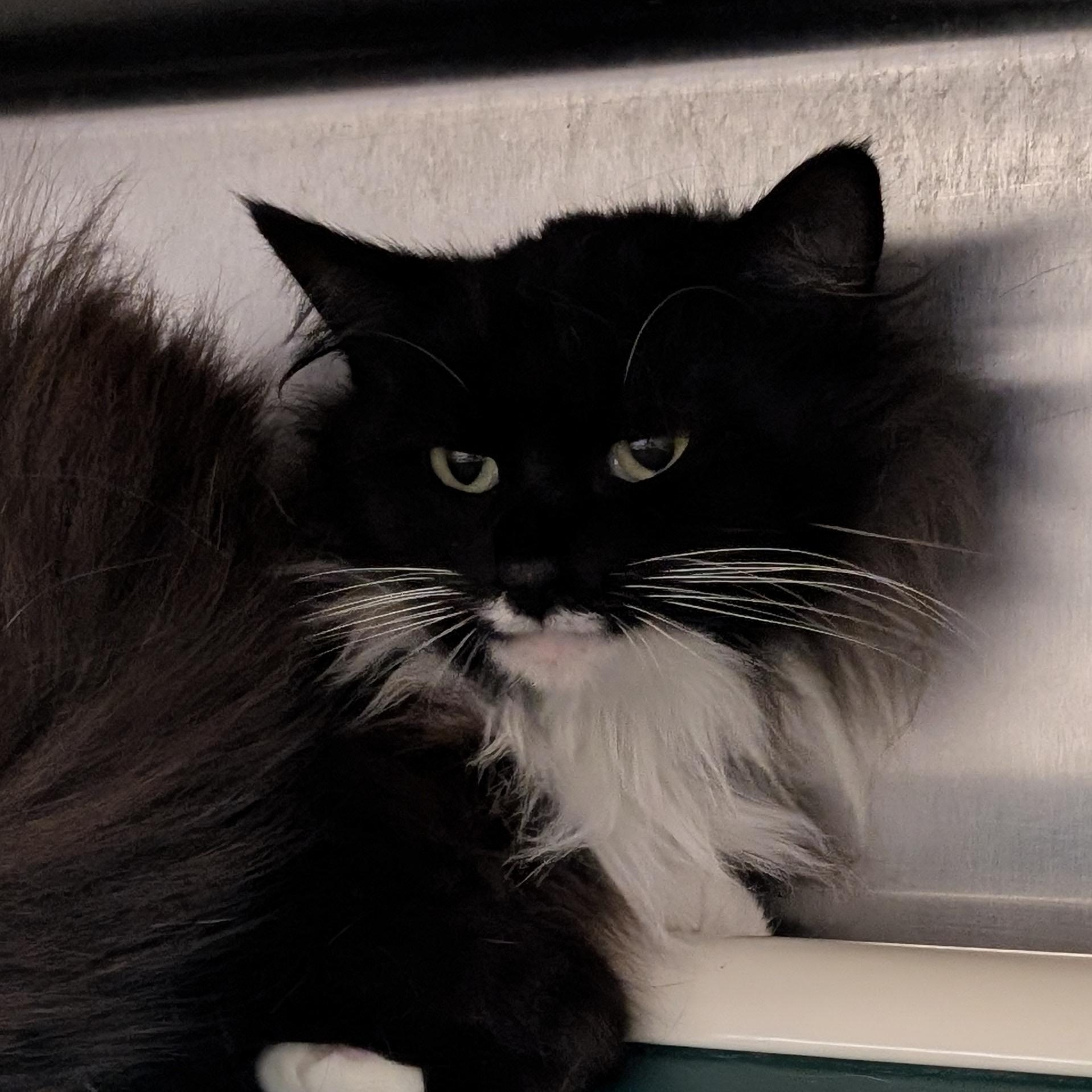 Enlarge Candy, a ADOPTABLE Domestic Medium Hair in St. Augustine, FL image 2/2