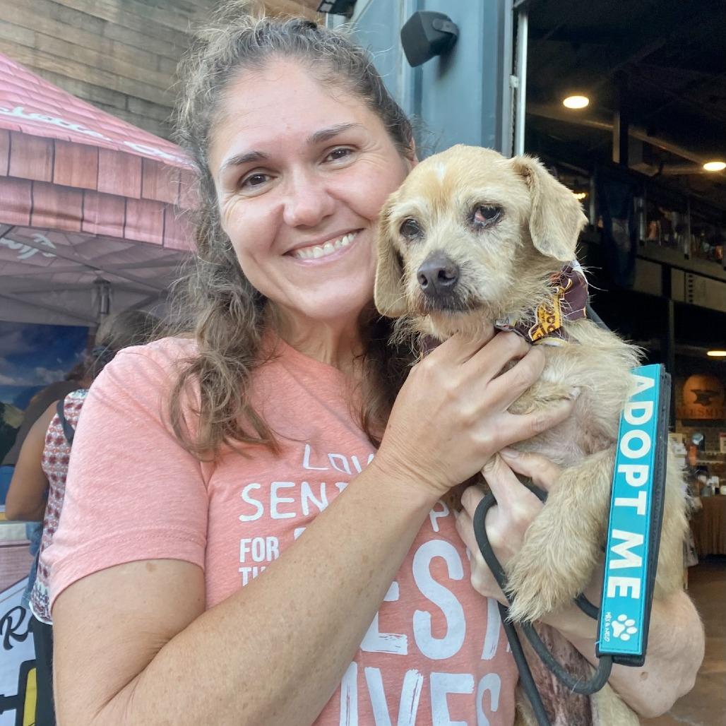 Popcorn, Adoptable, Senior Male Terrier.
