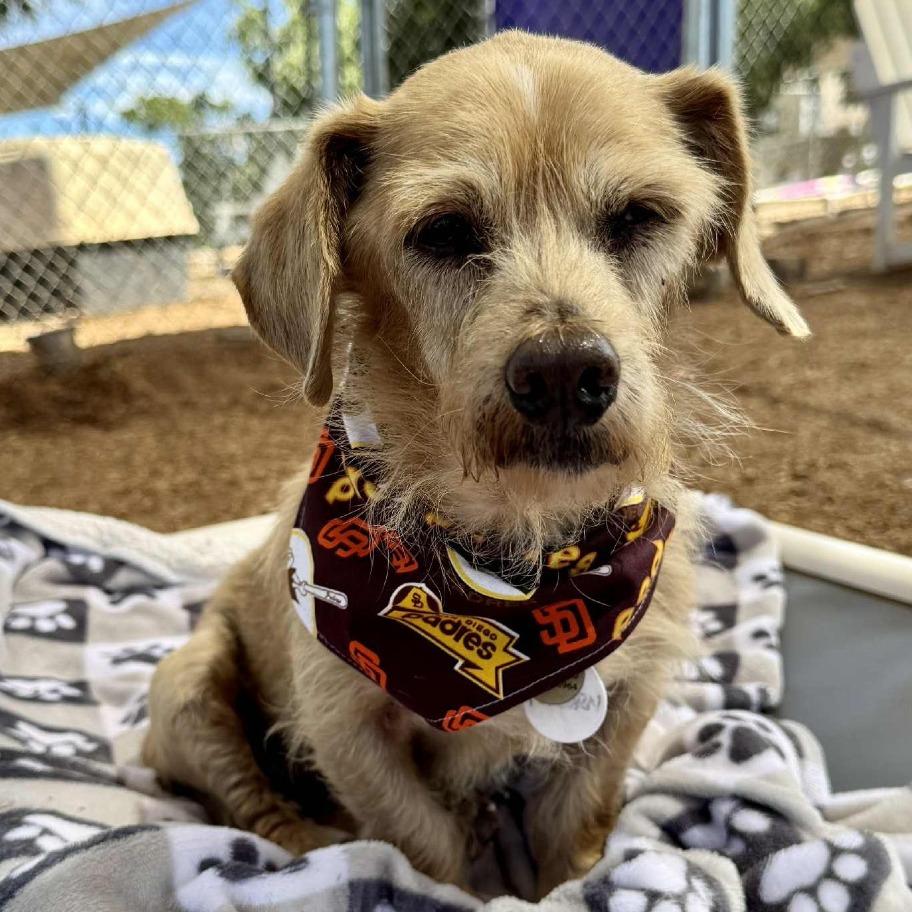 Popcorn, a Adoptable Terrier in Ramona, CA image 3/6