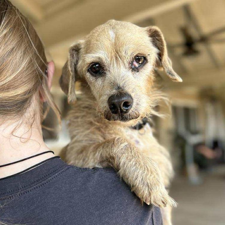 Popcorn, a Adoptable Terrier in Ramona, CA image 6/6