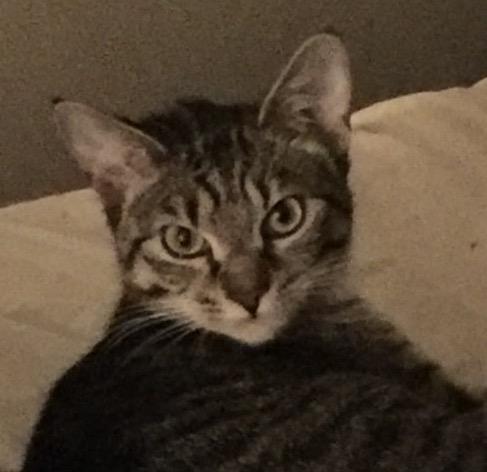 Enlarge Ovi, a Adoptable Domestic Short Hair in Jessup, MD image 1/3