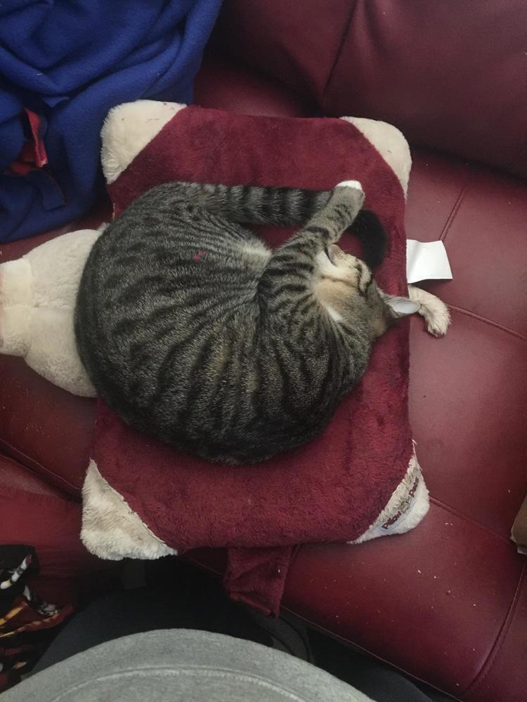 Enlarge Ovi, a Adoptable Domestic Short Hair in Jessup, MD image 2/3