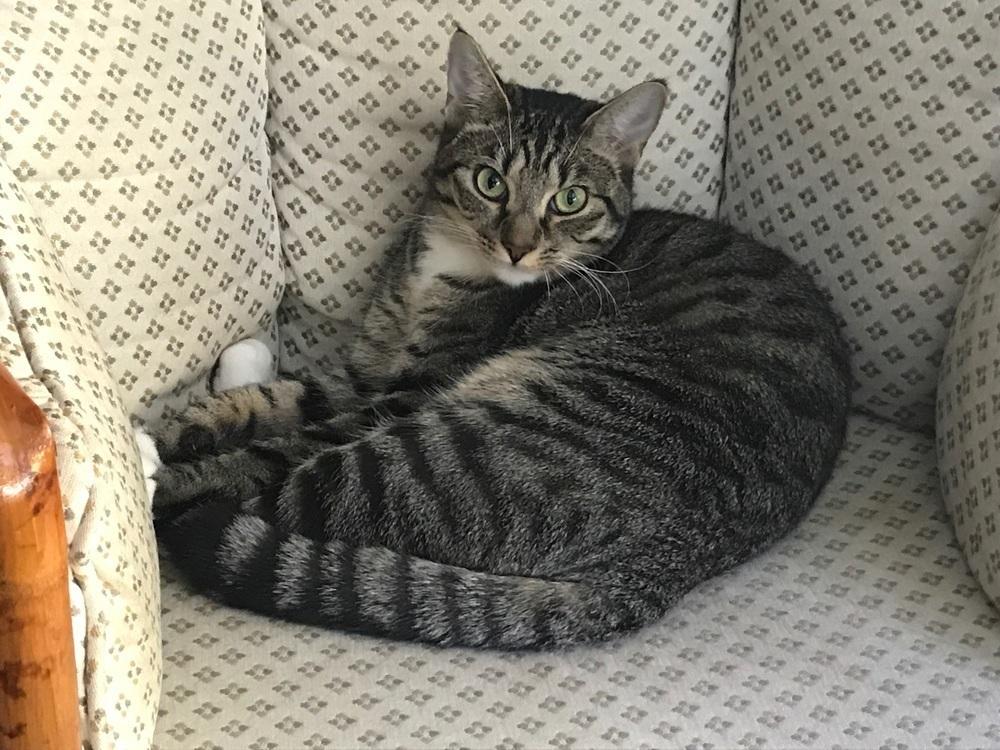 Enlarge Ovi, a Adoptable Domestic Short Hair in Jessup, MD image 3/3