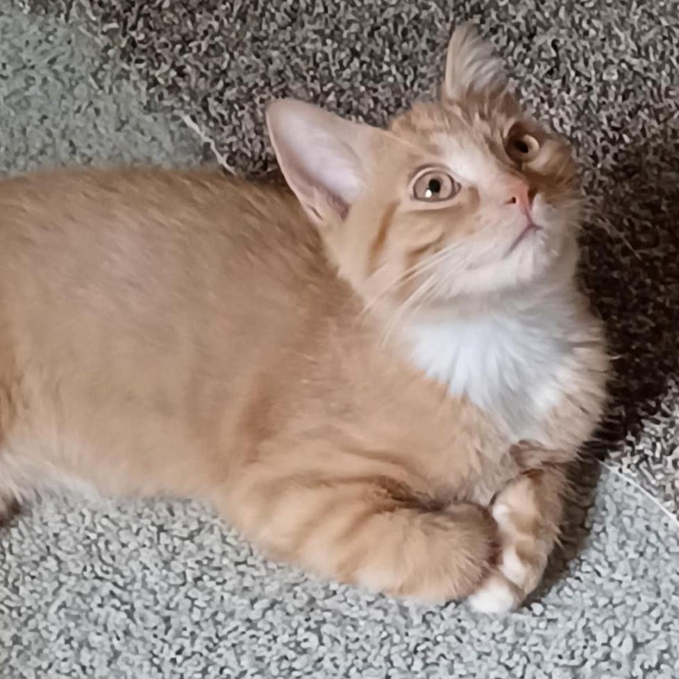 Enlarge Chase, a Adoptable Domestic Short Hair in Coralville, IA image 1/1