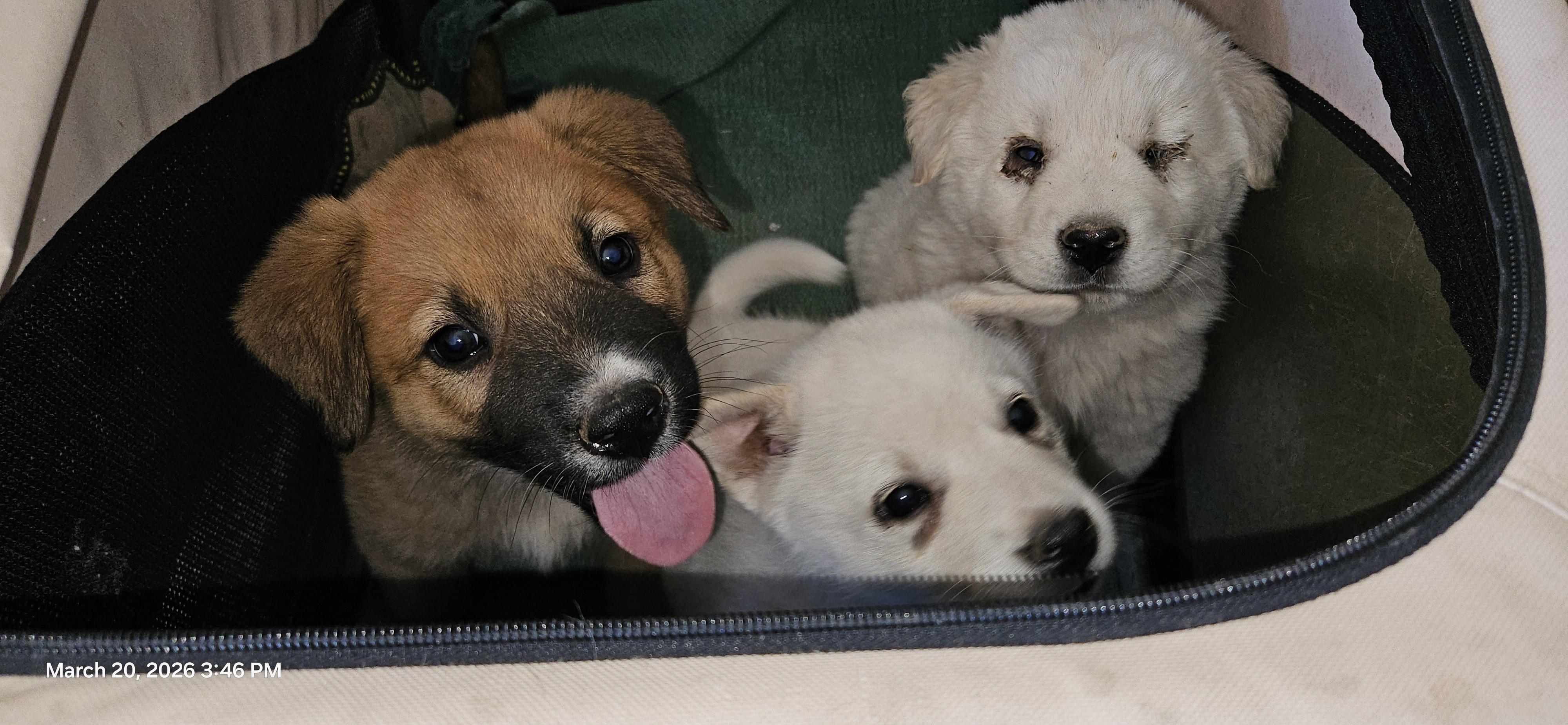 Enlarge Marroia, a ADOPTABLE mixed breed in Kyle, TX image 2/4