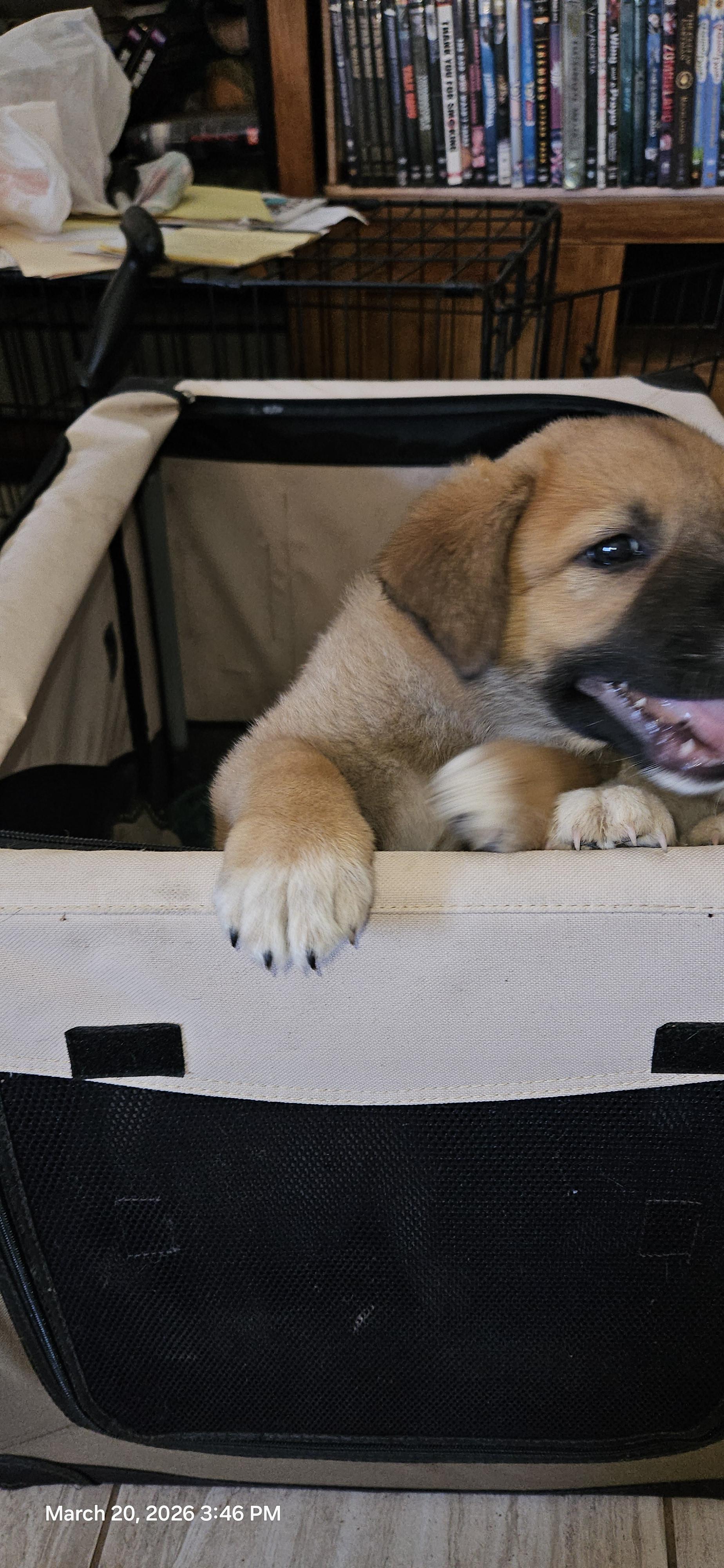 Enlarge Marroia, a ADOPTABLE mixed breed in Kyle, TX image 3/4