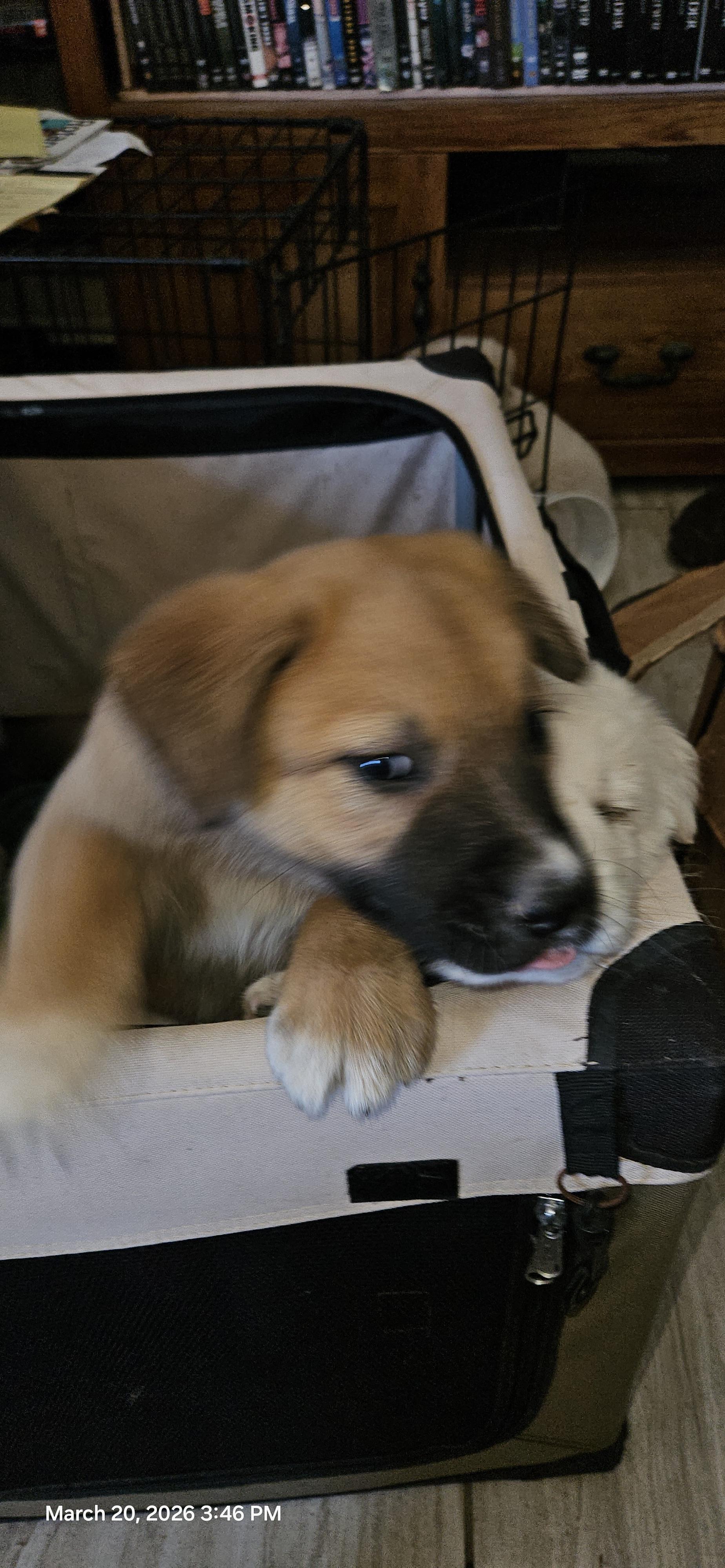 Marroia, ADOPTABLE, Puppy Male Great Pyrenees & Maremma Sheepdog.