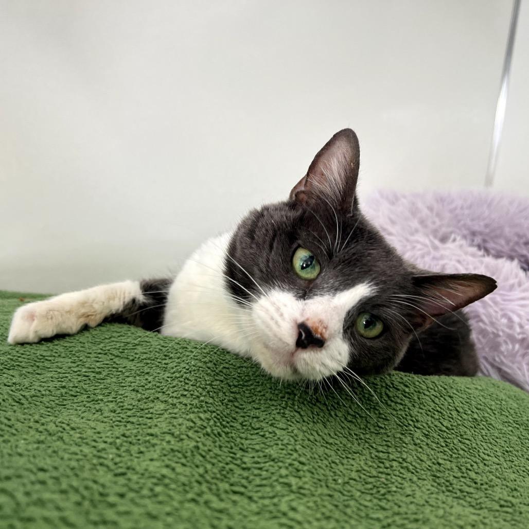 Rhumba — thumbnail 2