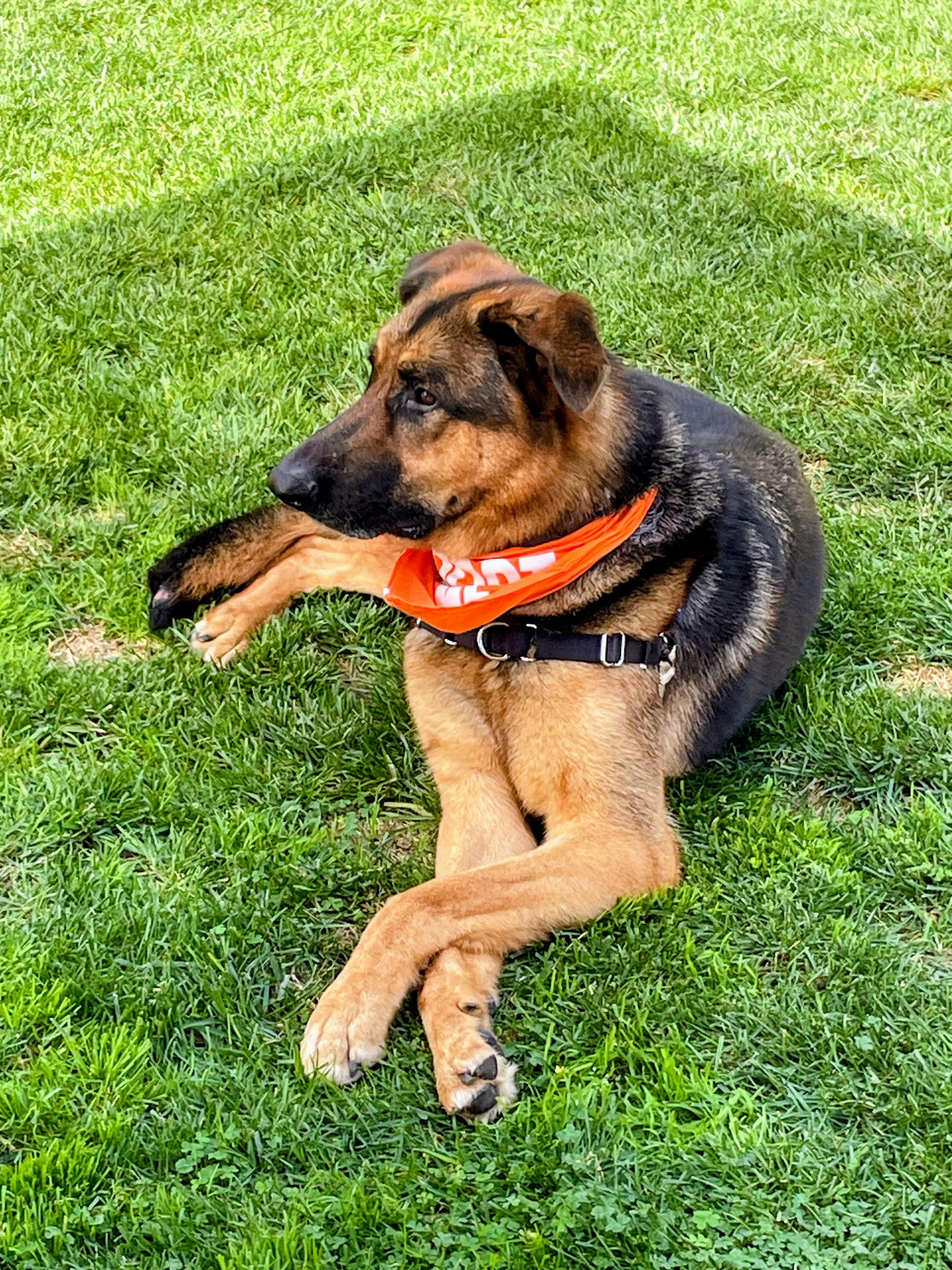 Enlarge Tyson, a ADOPTABLE German Shepherd Dog in Huntington Beach, CA image 1/4