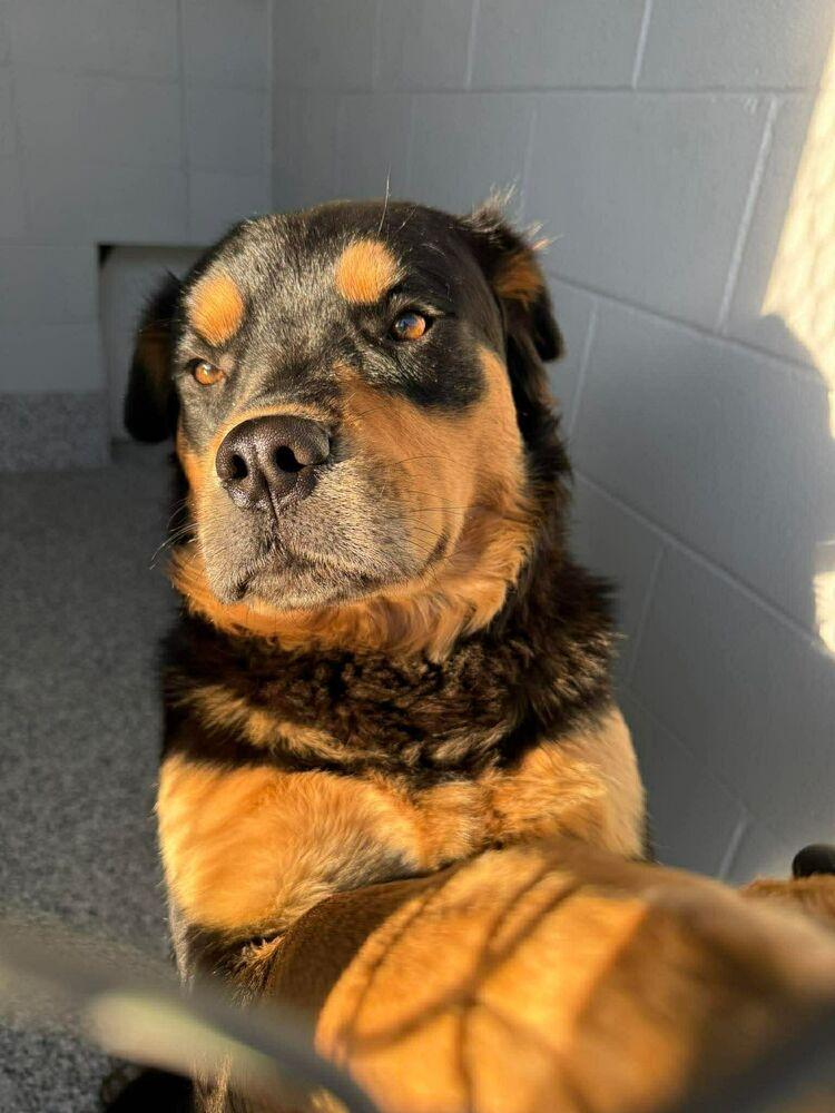 Eugene, Adoptable, Adult Male Rottweiler & Shepherd.
