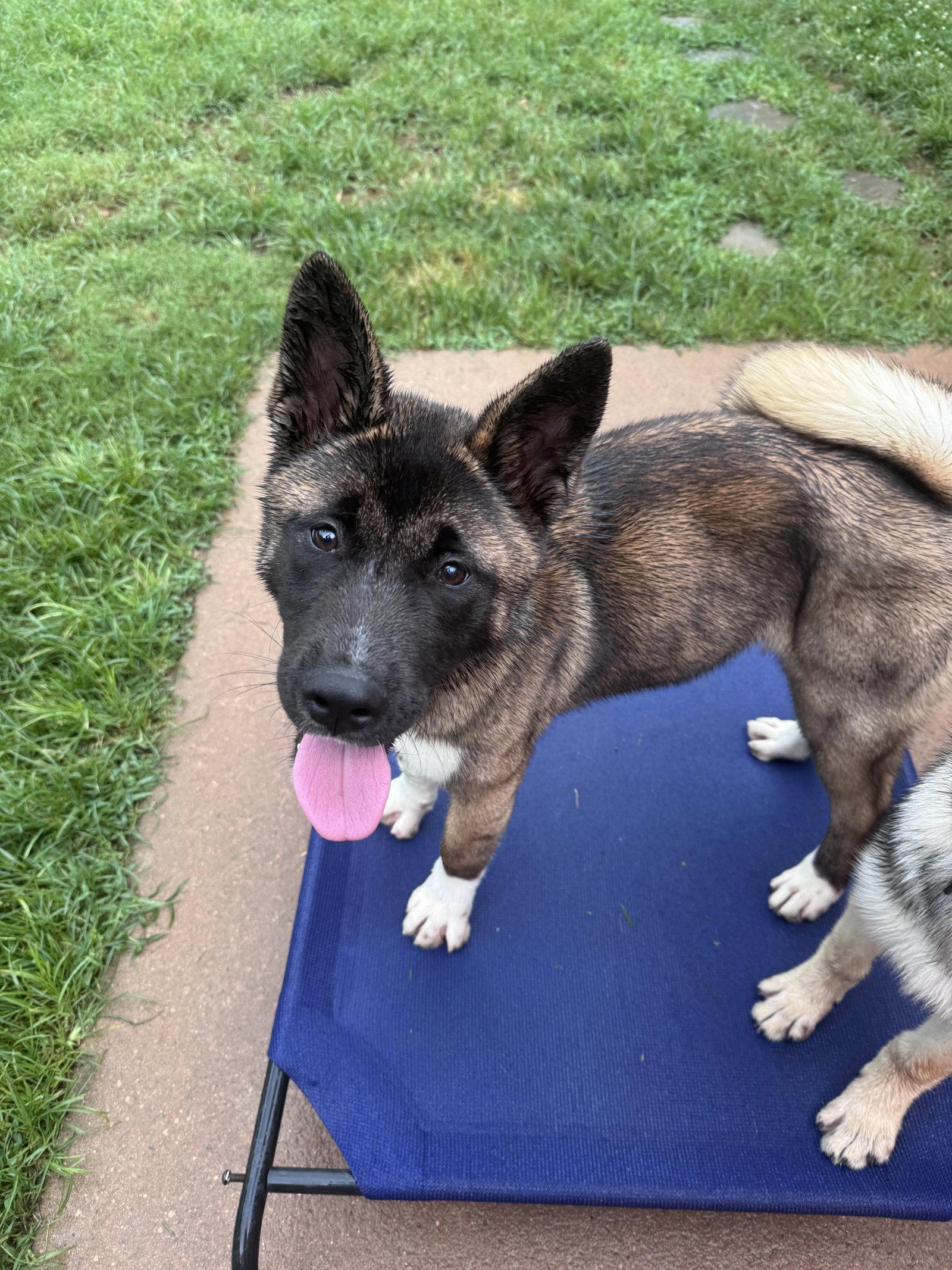 Jace, Adopted, Young Male Akita.