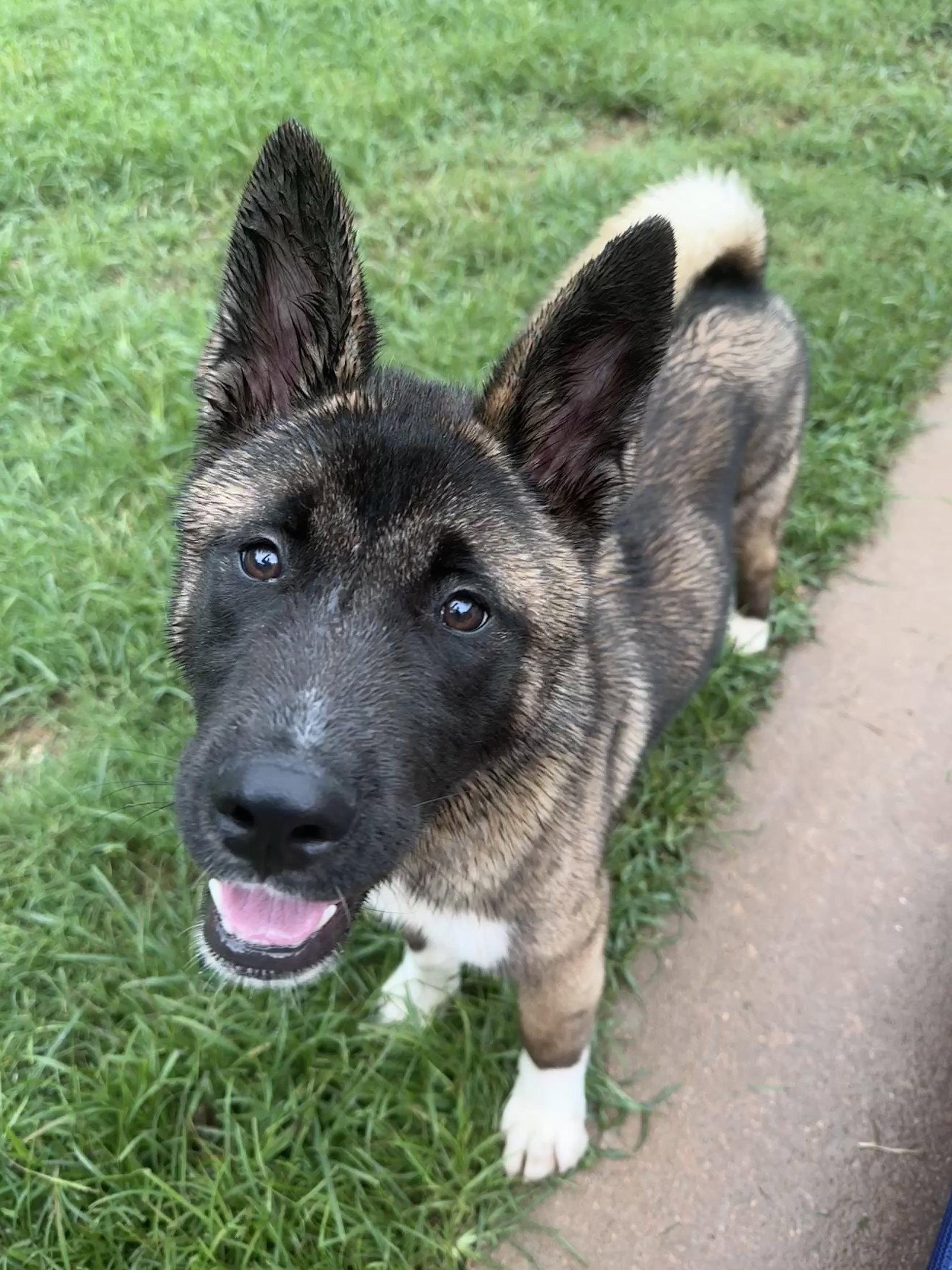 Enlarge Jace, a Adopted Akita in Greenville, SC image 2/3