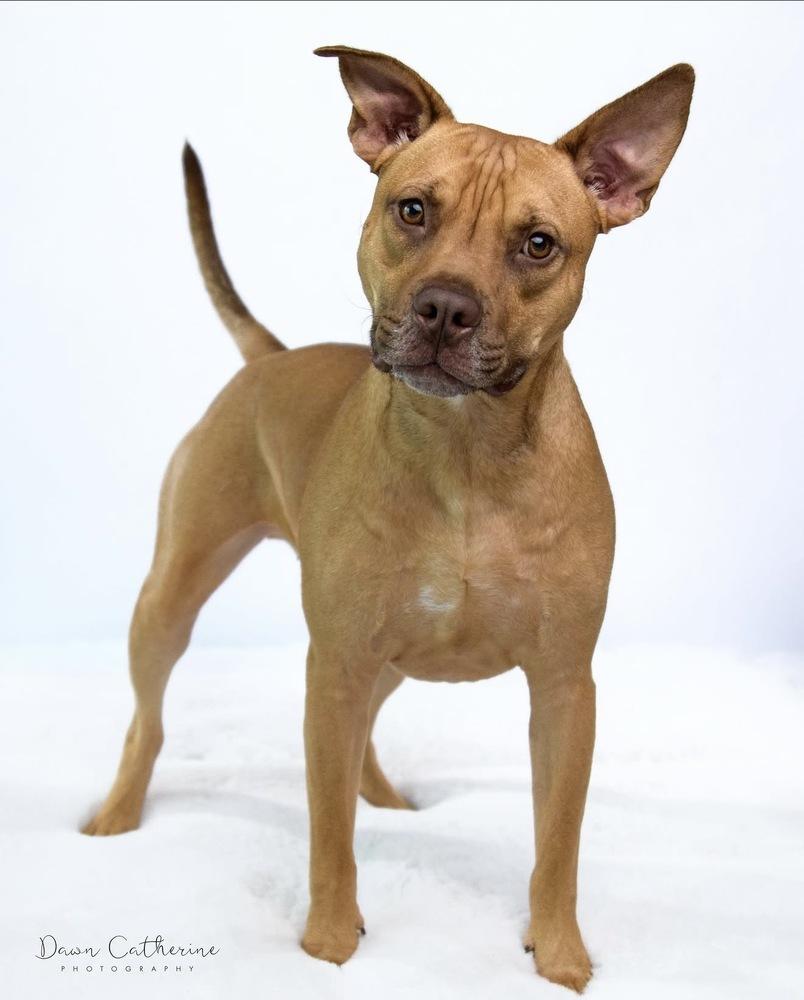 Ben, Adoptable, Adult Male Vizsla.