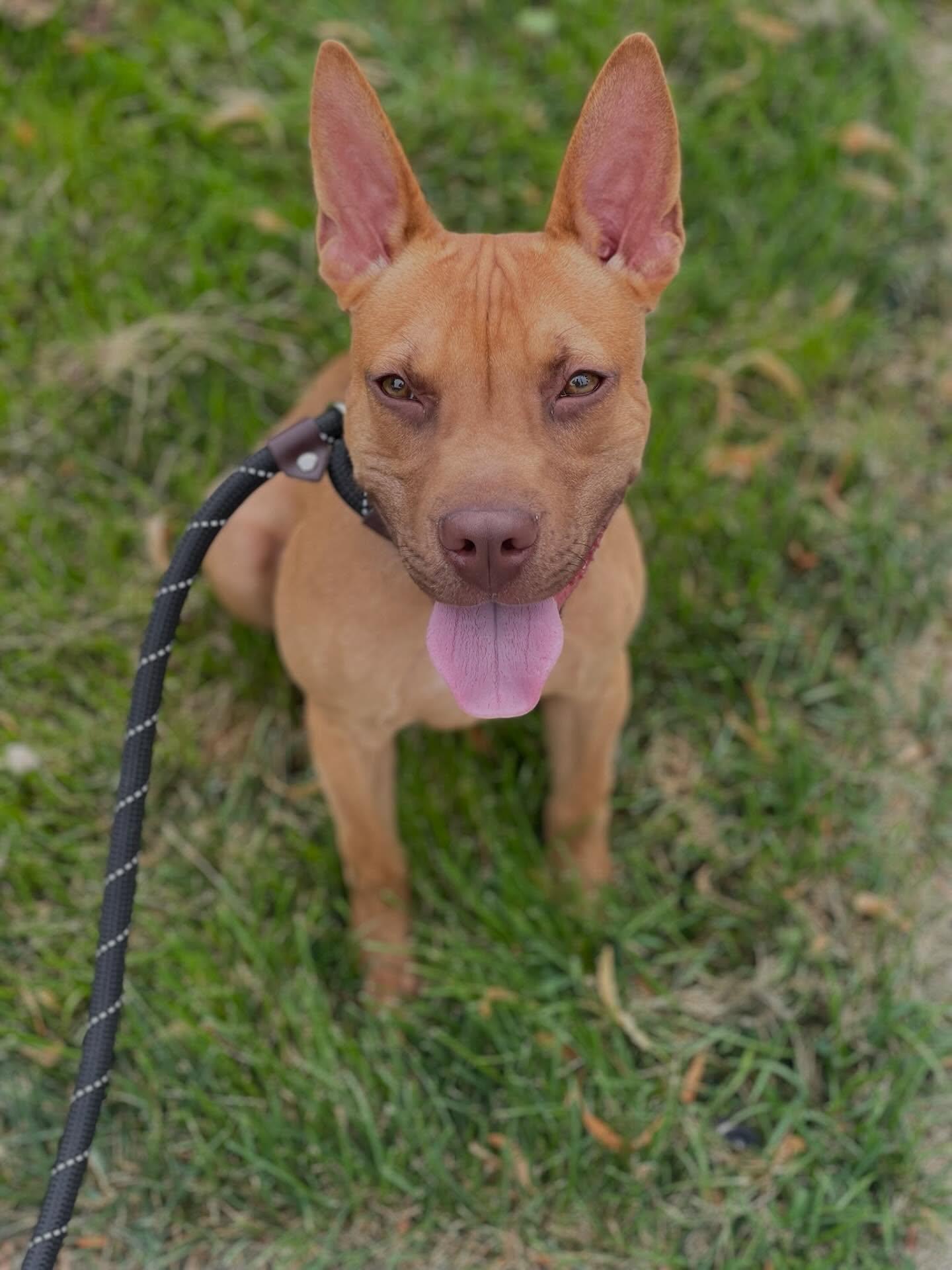 Ben, a Adoptable mixed breed in Commerce City, CO image 4/6
