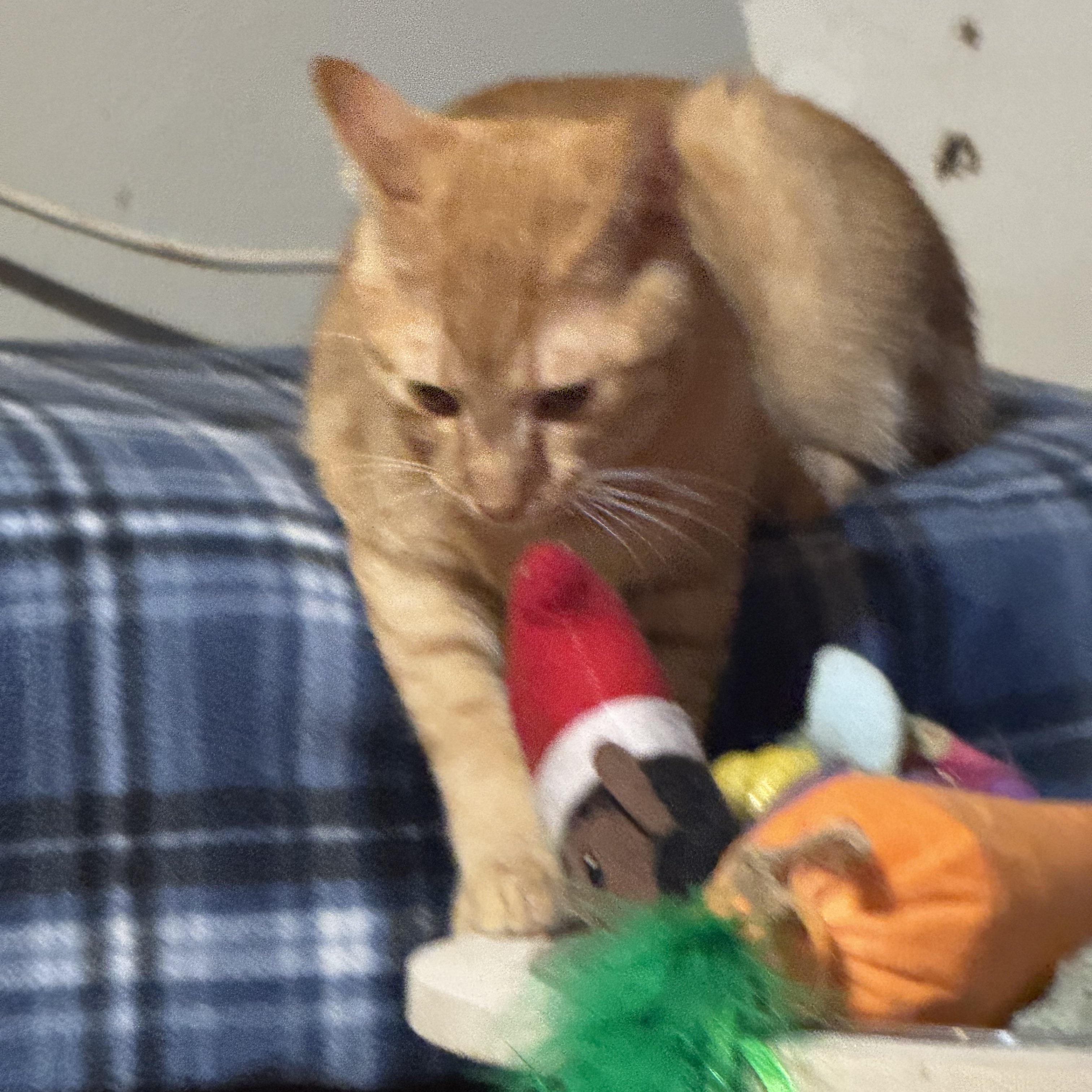 Enlarge Simba 9 months, a Adoptable Tabby in Kissimmee, FL image 5/6