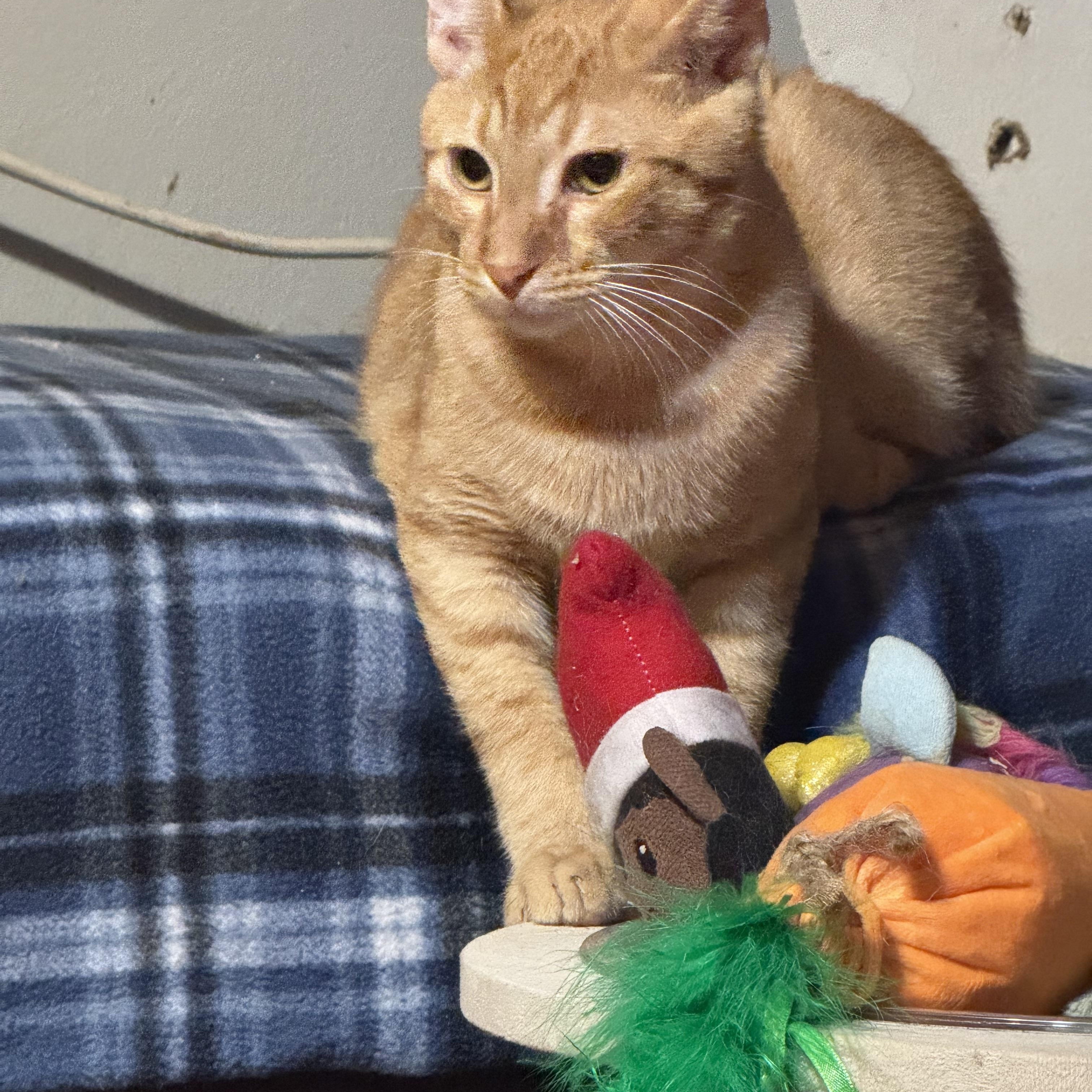 Enlarge Simba 9 months, a Adoptable Tabby in Kissimmee, FL image 1/6