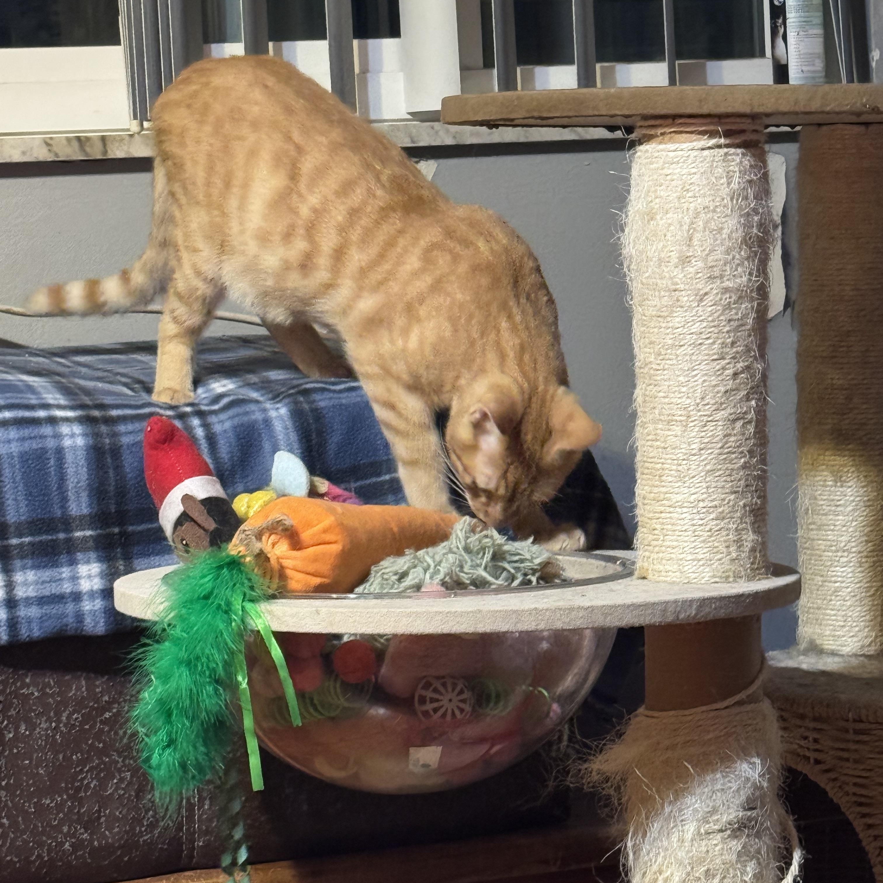 Enlarge Simba 9 months, a Adoptable Tabby in Kissimmee, FL image 6/6