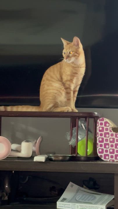 Enlarge Simba 9 months, a Adoptable Tabby in Kissimmee, FL video 3/6