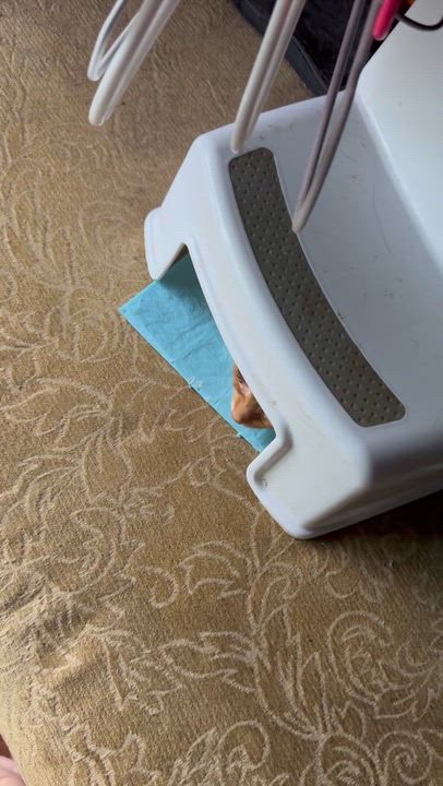 Enlarge Simba 9 months, a Adoptable Tabby in Kissimmee, FL video 4/6