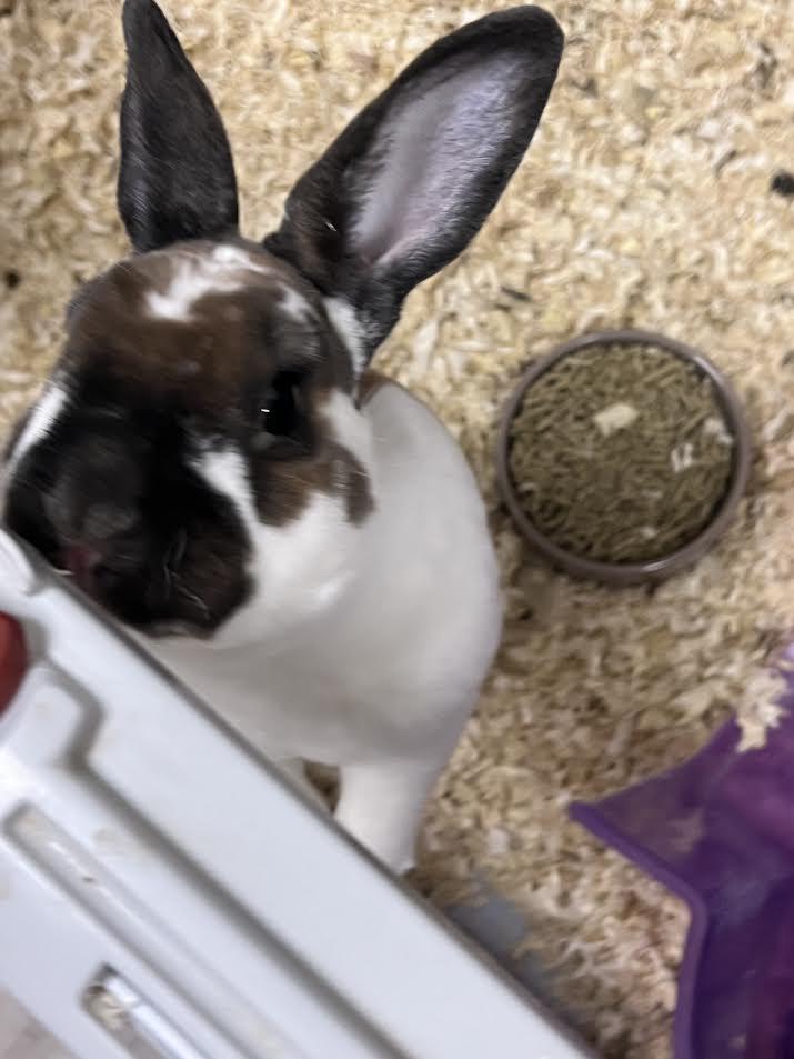 Enlarge Thumper, an adopted mixed breed in South Elgin, IL image 3/3