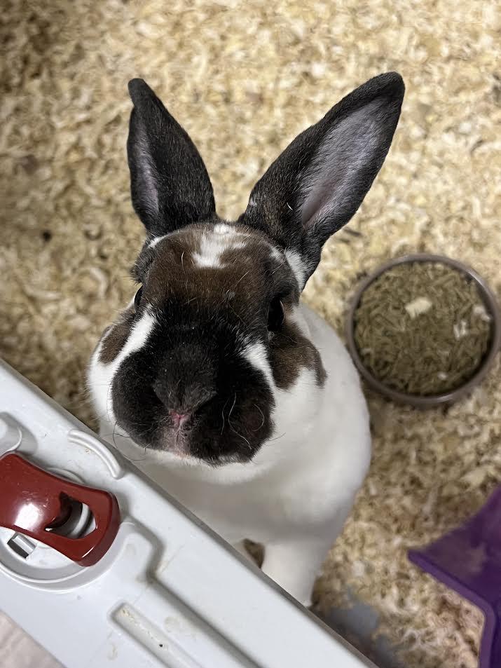 Enlarge Thumper, an adopted mixed breed in South Elgin, IL image 2/3