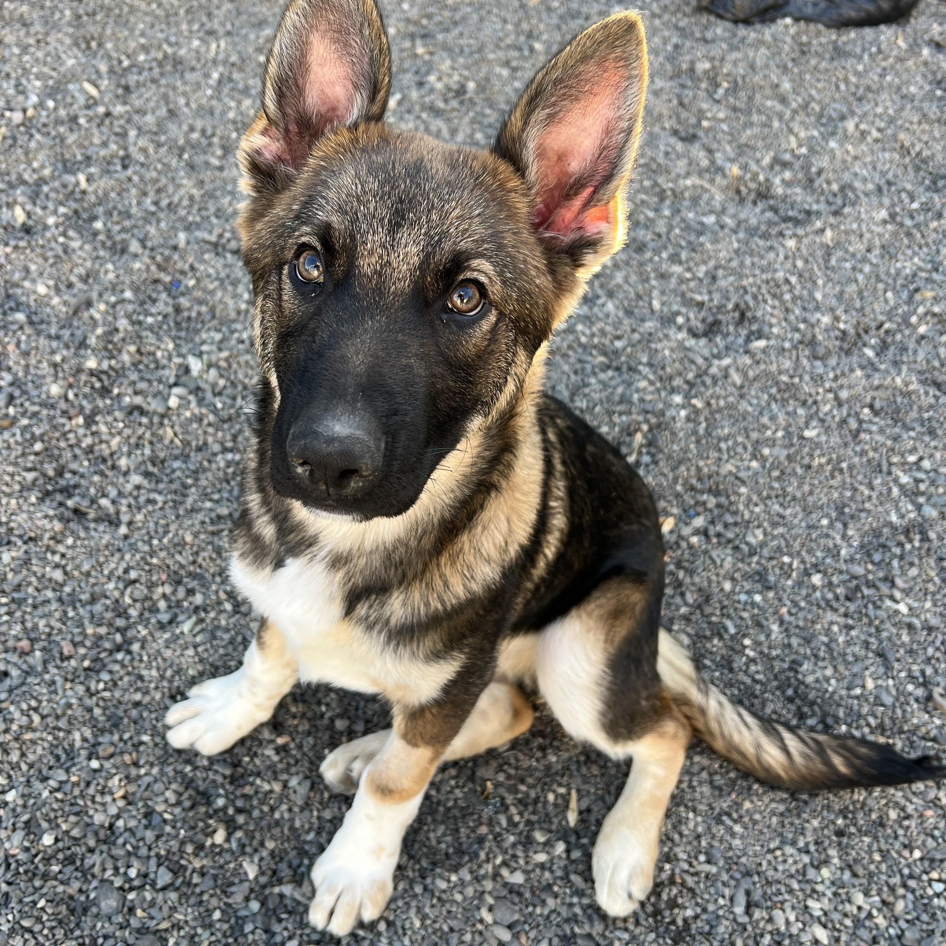 Sparrow, Adopted, Young Male Belgian Shepherd / Malinois.
