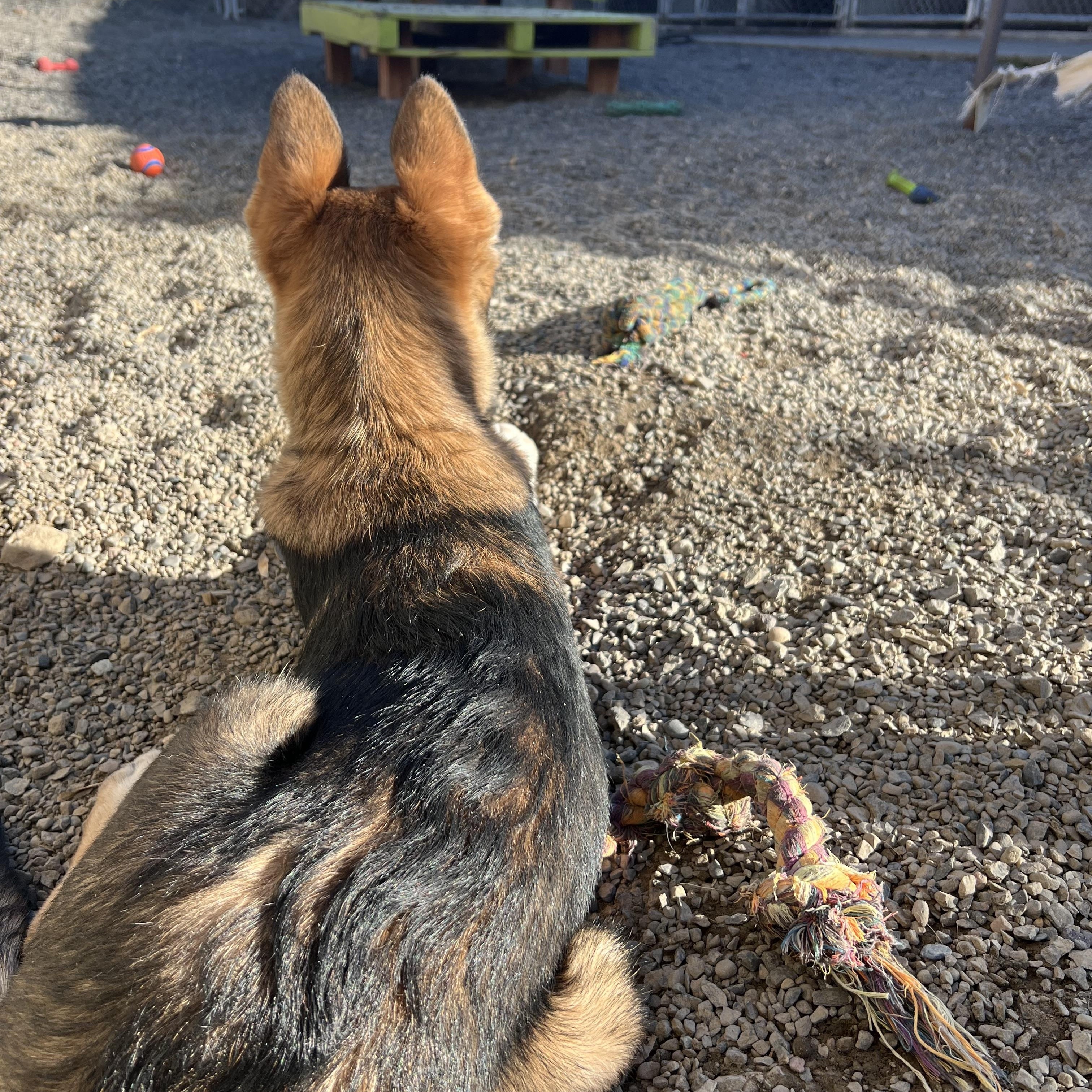 Enlarge Sparrow, a Adopted mixed breed in Pullman, WA image 2/3