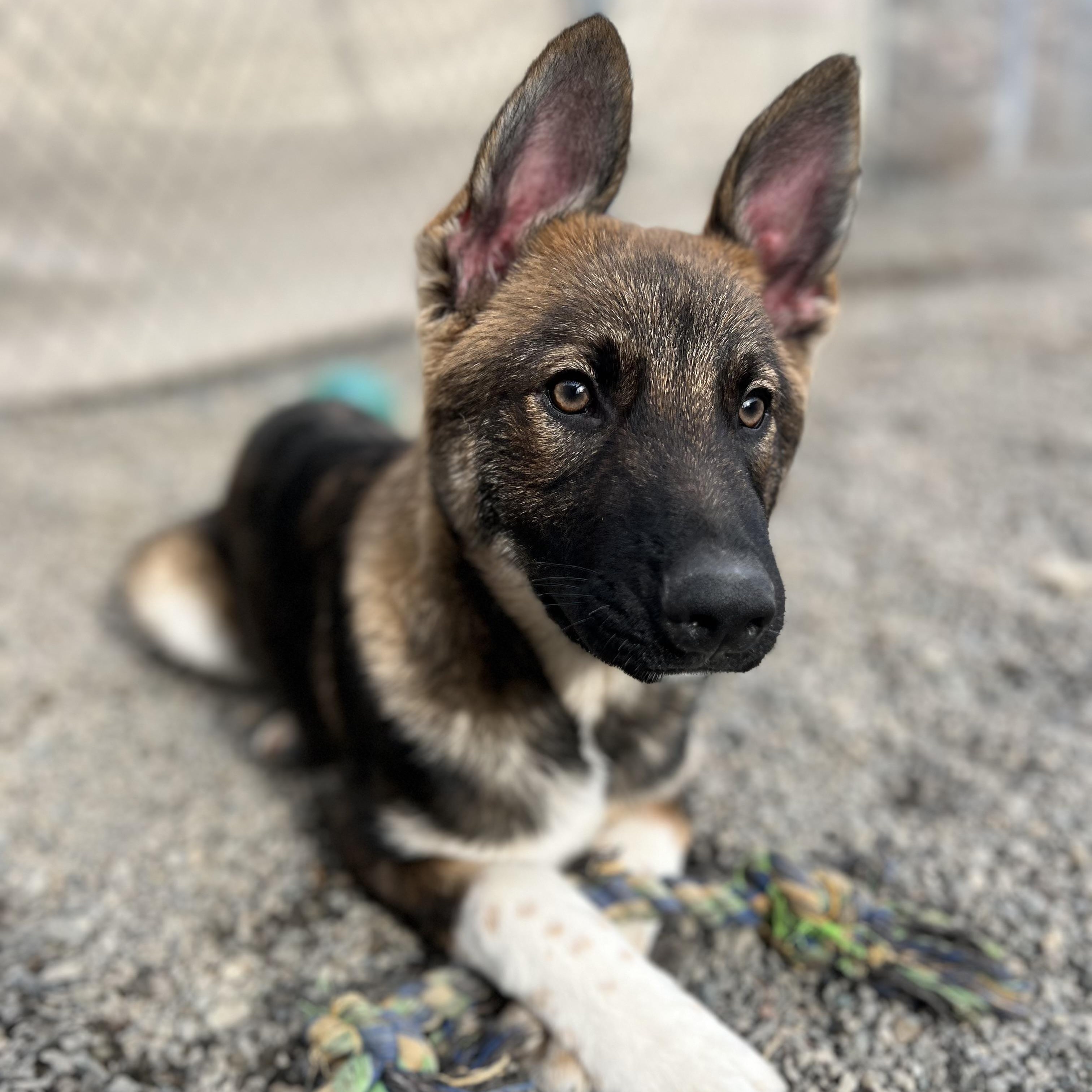 Enlarge Sparrow, a Adopted mixed breed in Pullman, WA image 3/3