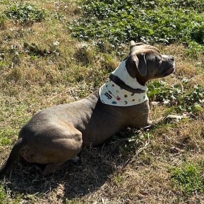 Teddy, an adoptable Bulldog, American Staffordshire Terrier in Calgary , AB, T3E 7G6 | Photo Image 4