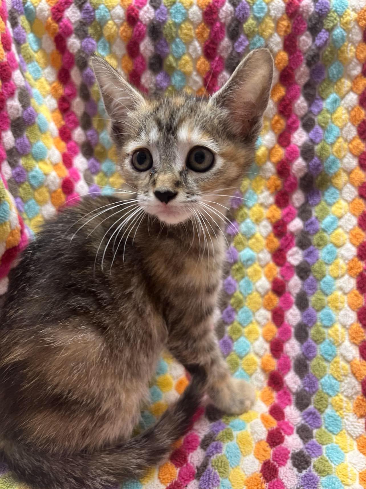 Enlarge Raisin Bran, a Adoptable Domestic Short Hair in Maple Heights, OH image 1/3